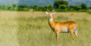 A thrilling 10 Day Uganda Safari Expedition