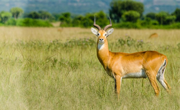 A thrilling 10 Day Uganda Safari Expedition