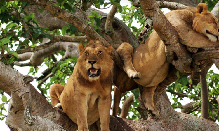 13 Days uganda safari trip