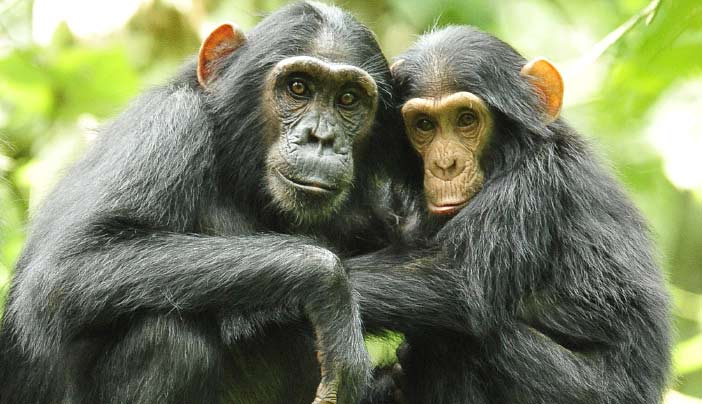 Chimpanzee Tracking