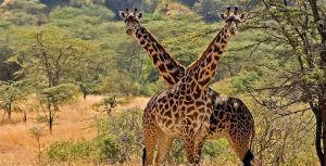 10 Days Best Northern Uganda Adventure Safari