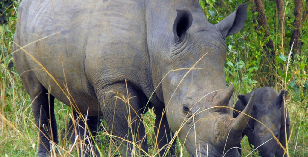 10 Days Best of Uganda Safari
