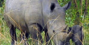 10 Days Best of Uganda Safari