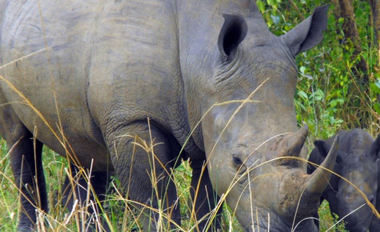 10 Days Best of Uganda Safari