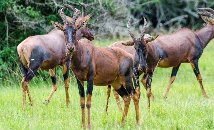 11 Days, Chimps, Gorillas & Lions in Uganda