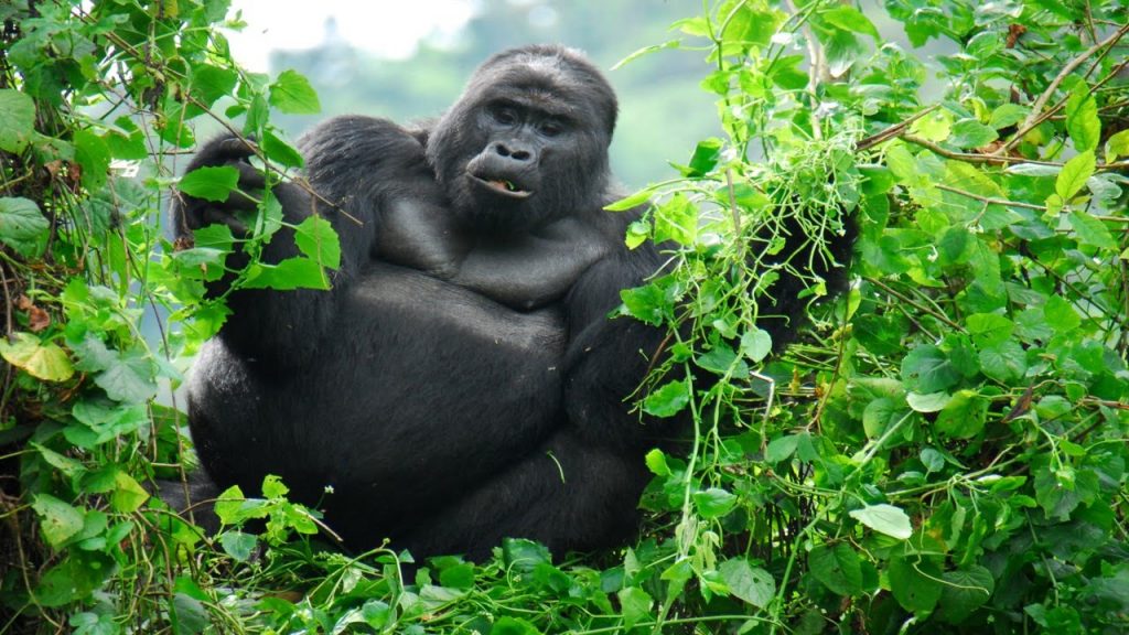 4 days Gorrilla Trekking Trip