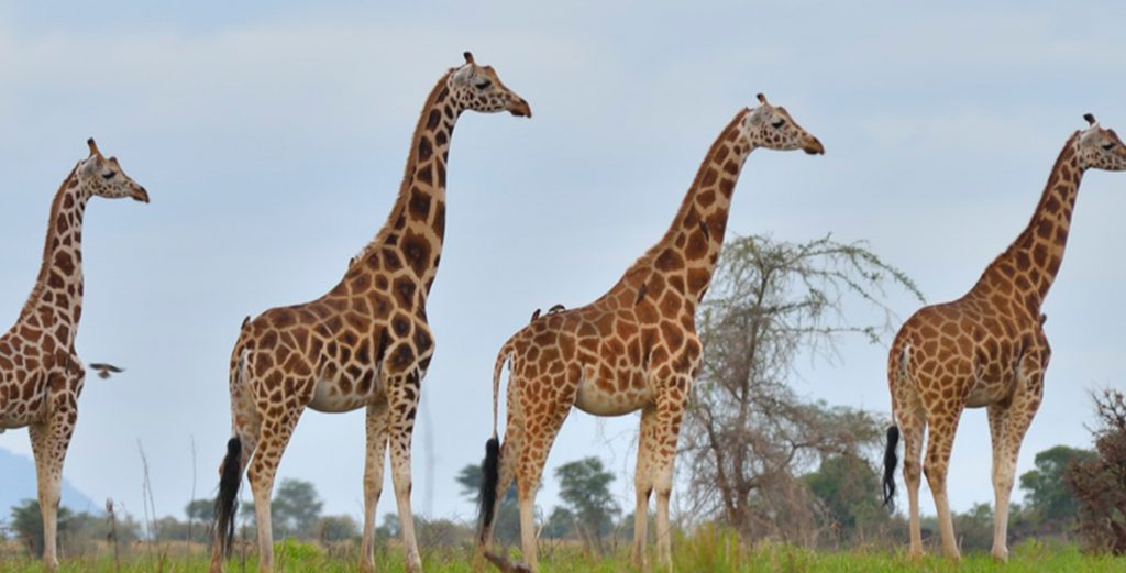 Kidepo Valley National Park