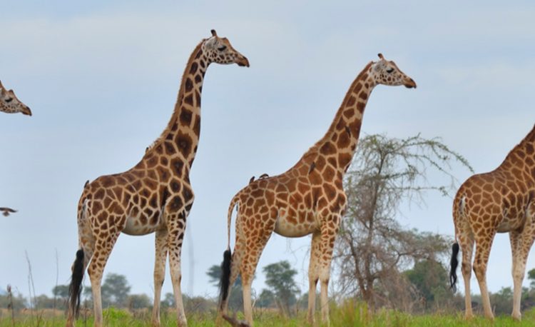 Kidepo Valley National Park