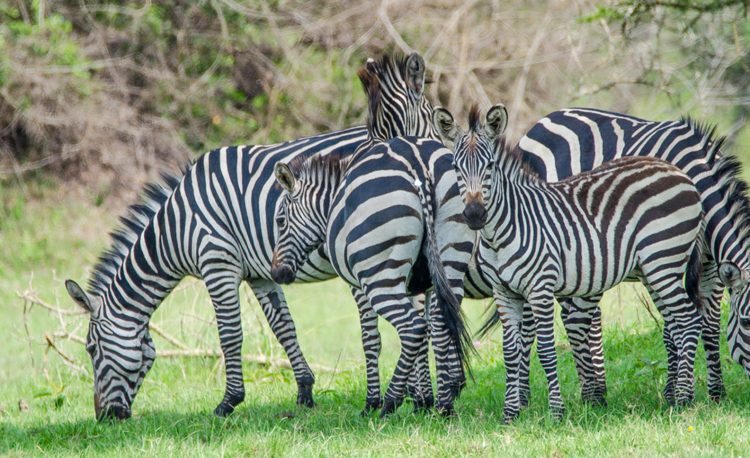Lake Mburo National Park
