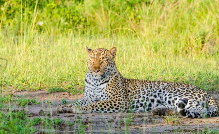 Queen Elizabeth National Park